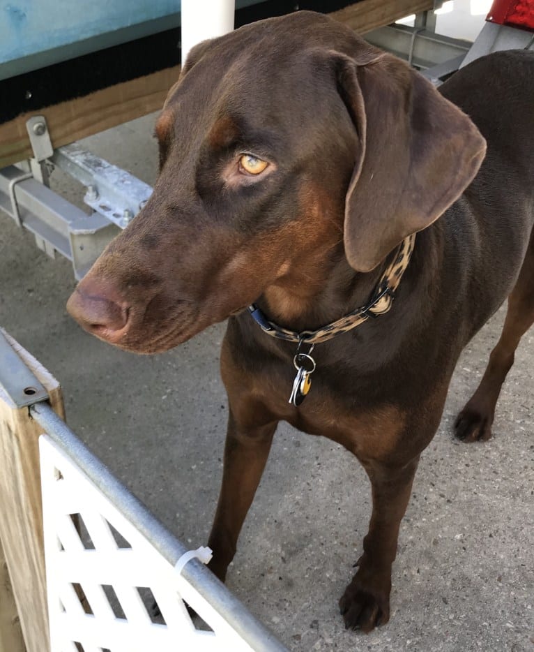 Minerva, a Doberman Pinscher and Golden Retriever mix tested with EmbarkVet.com