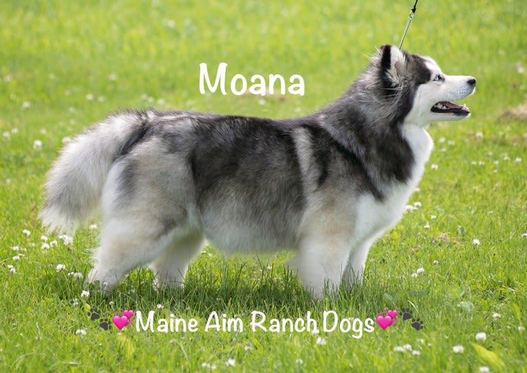 Moana, a Siberian Husky and Pomeranian mix tested with EmbarkVet.com