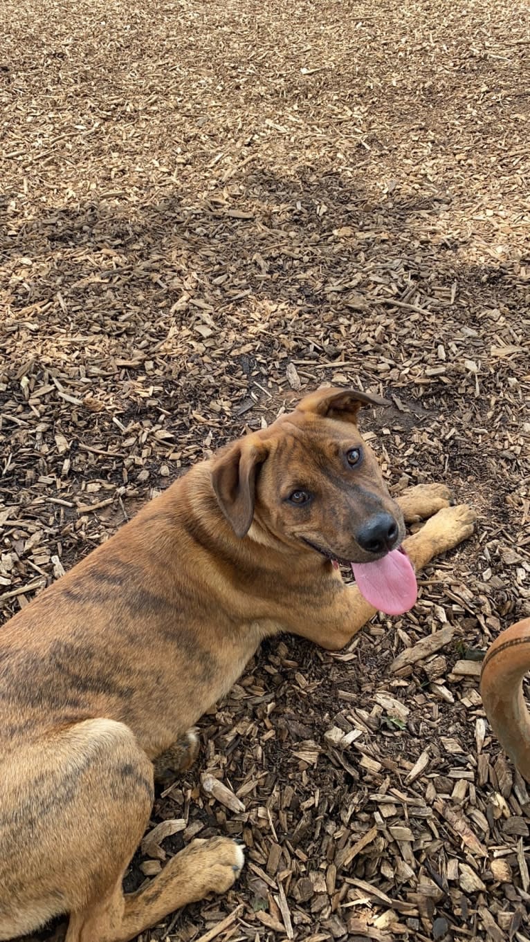 Bruno, an American Pit Bull Terrier and Golden Retriever mix tested with EmbarkVet.com