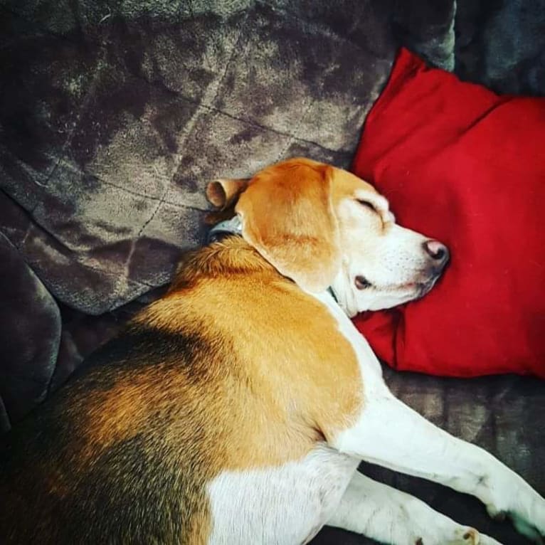 Chester, a Beagle tested with EmbarkVet.com