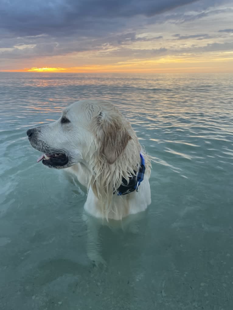 Hudson Gene Dement, a Golden Retriever tested with EmbarkVet.com