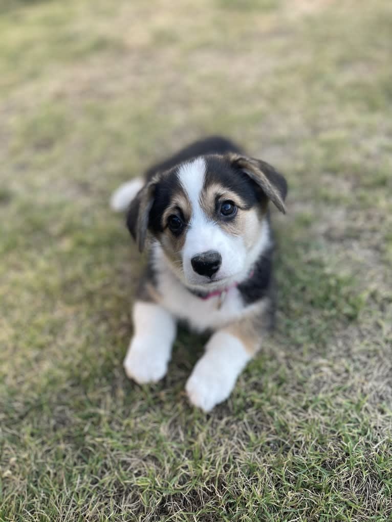 Red Head Reba, a Pembroke Welsh Corgi tested with EmbarkVet.com