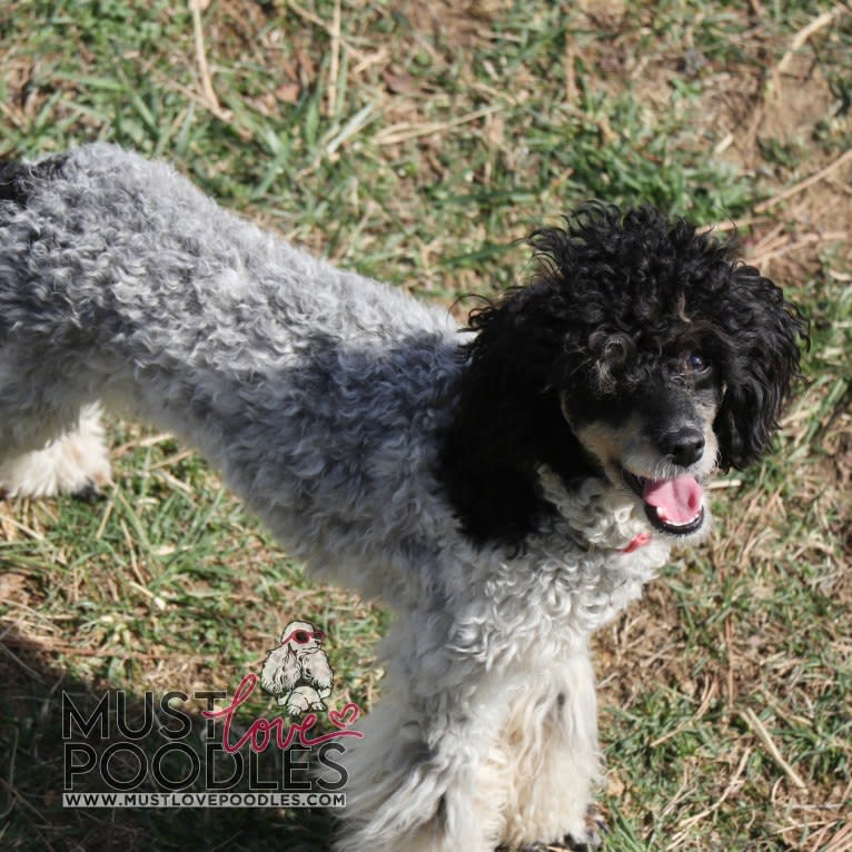 Prada, a Poodle tested with EmbarkVet.com