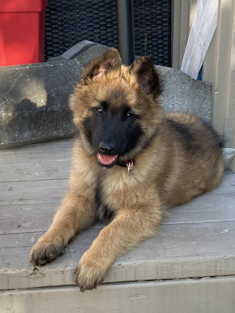 Faro, a Belgian Shepherd tested with EmbarkVet.com
