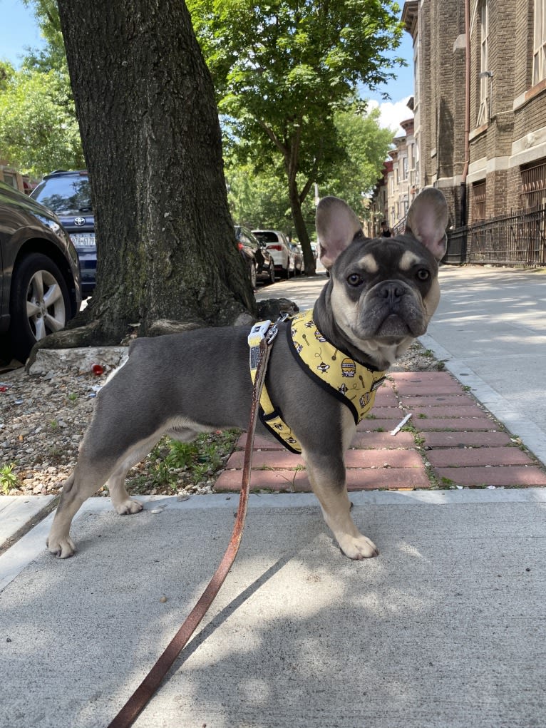 Bruce, a French Bulldog tested with EmbarkVet.com