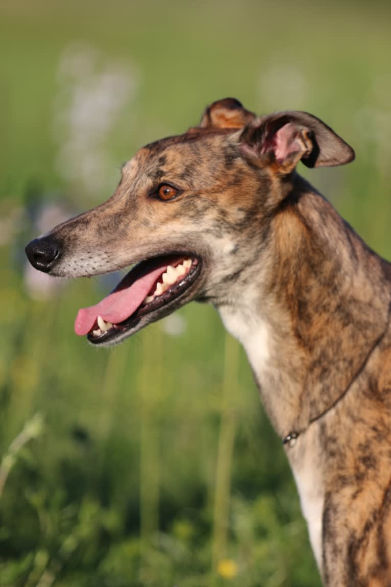 Sunny, a Greyhound tested with EmbarkVet.com