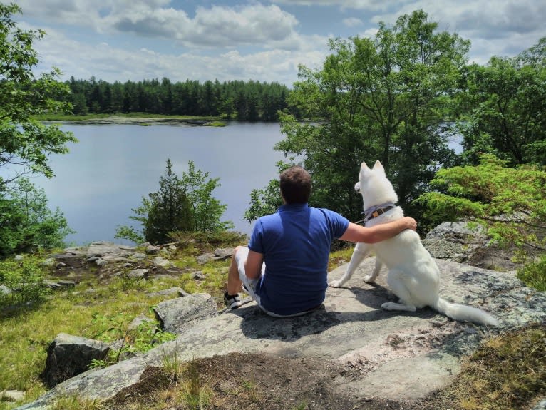 Charlie, an Alaskan-type Husky tested with EmbarkVet.com