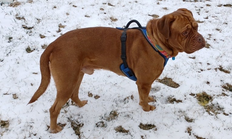 Brutis II, a Dogue de Bordeaux tested with EmbarkVet.com