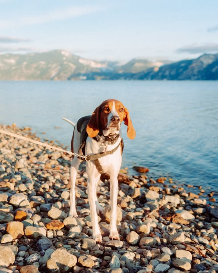 Carl, a Treeing Walker Coonhound tested with EmbarkVet.com