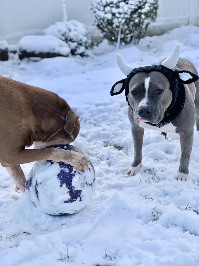 Ariel, an American Bully tested with EmbarkVet.com