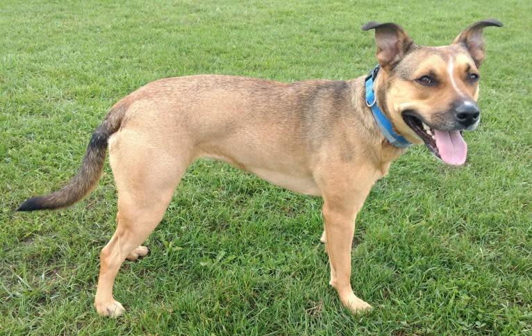 Cora Potter, a Staffordshire Terrier and German Shepherd Dog mix tested with EmbarkVet.com