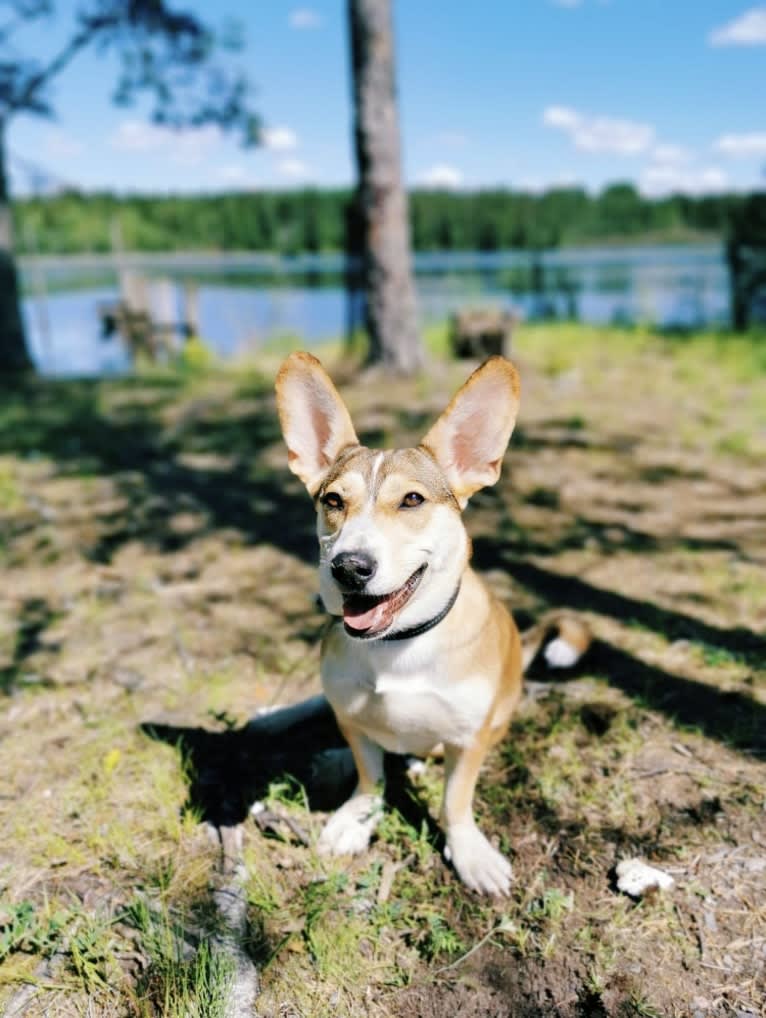 Bella, an Eastern European Village Dog tested with EmbarkVet.com