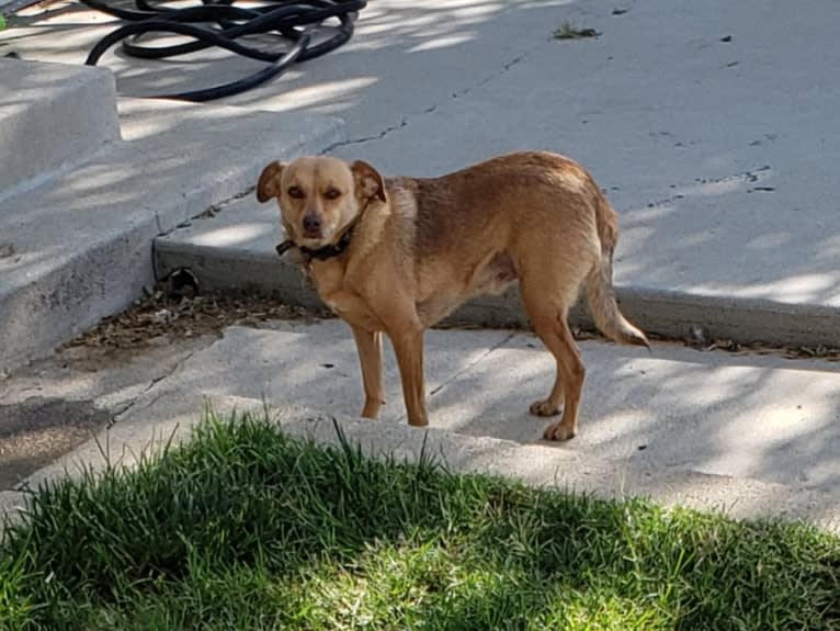 James Dean Bonham, a Chihuahua and Miniature Pinscher mix tested with EmbarkVet.com