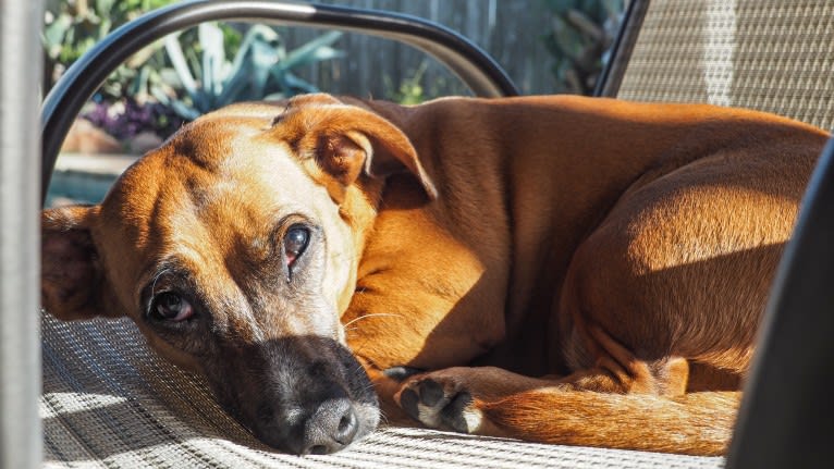 Sadi, a Boxer and Dachshund mix tested with EmbarkVet.com