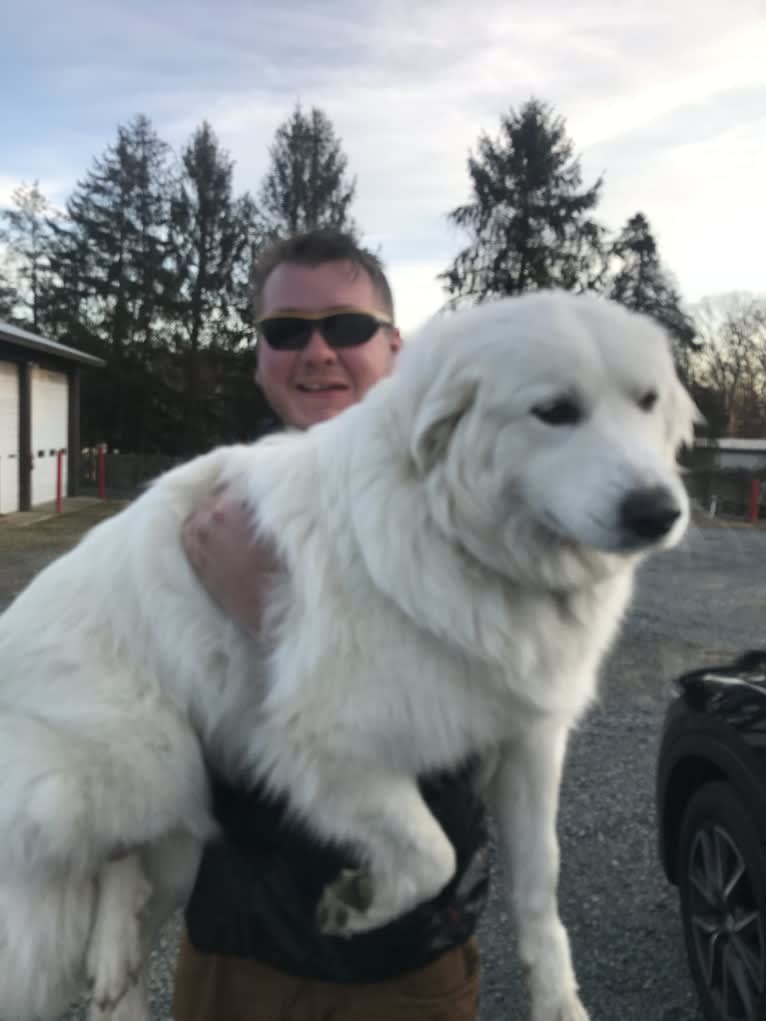 Half-Moon Waxing, a Great Pyrenees tested with EmbarkVet.com