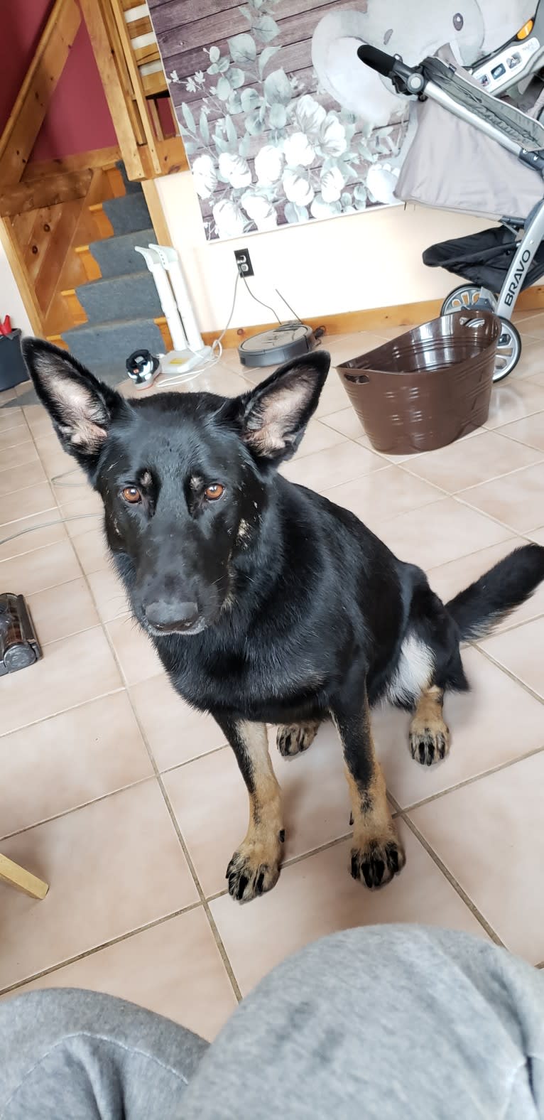 Carmen, a German Shepherd Dog tested with EmbarkVet.com