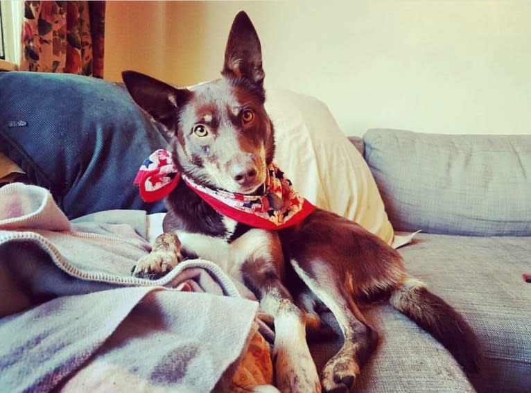 Matilda, an Australian Kelpie tested with EmbarkVet.com