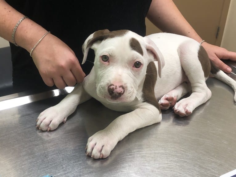 Gambit, an American Pit Bull Terrier and American Staffordshire Terrier mix tested with EmbarkVet.com