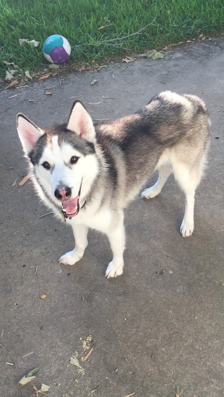 Chamo, a Siberian Husky and Alaskan Malamute mix tested with EmbarkVet.com