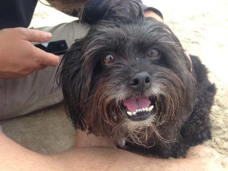 Sprout, a Poodle (Small) and Shih Tzu mix tested with EmbarkVet.com