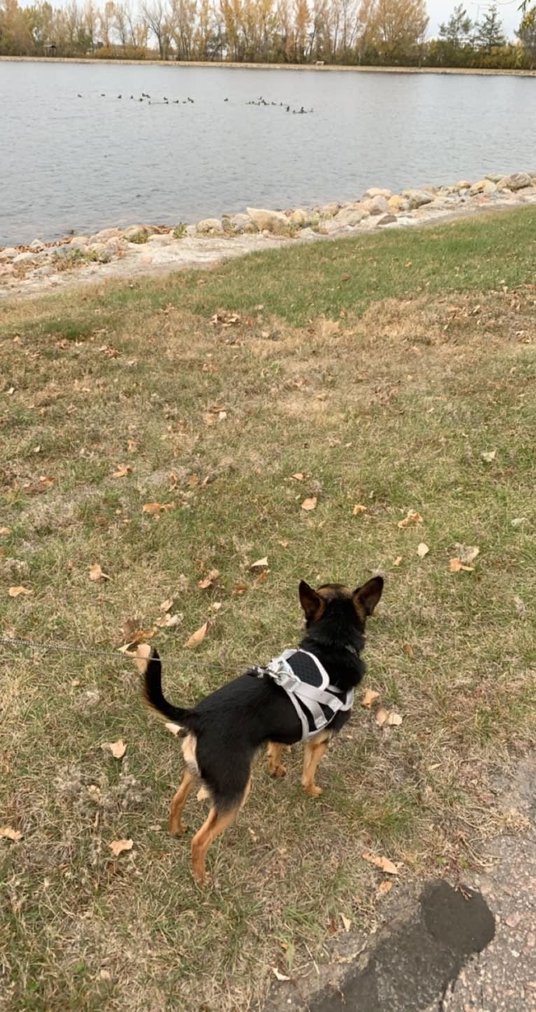 Larry, a Chihuahua and Yorkshire Terrier mix tested with EmbarkVet.com