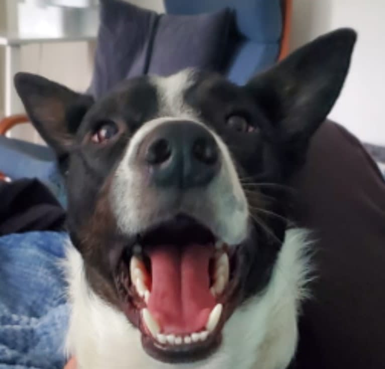 Storm, a Border Collie and Australian Cattle Dog mix tested with EmbarkVet.com