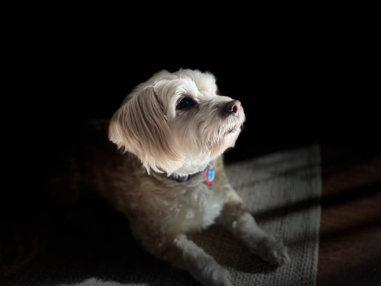 Tink, a Poodle (Small) and Chihuahua mix tested with EmbarkVet.com