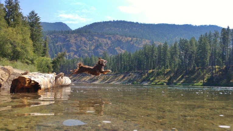 Koda, an Australian Shepherd tested with EmbarkVet.com