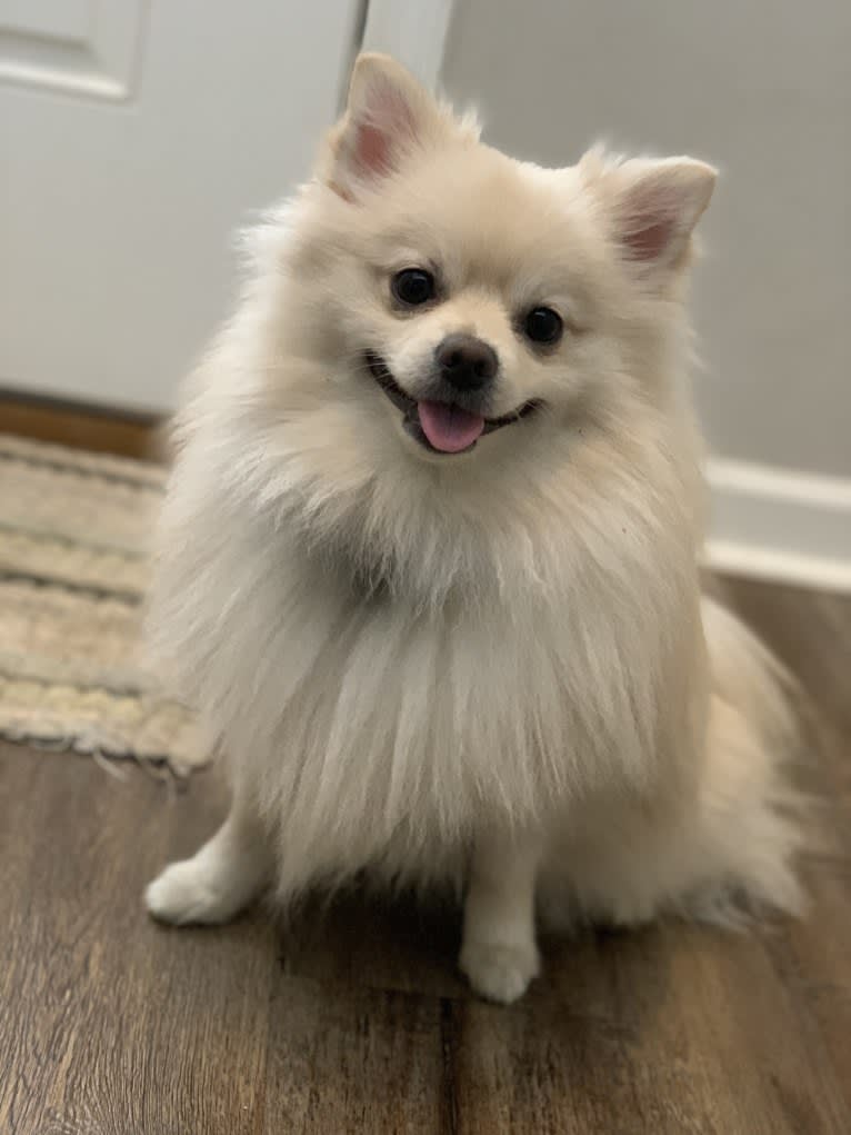 Koda, a Pomeranian tested with EmbarkVet.com