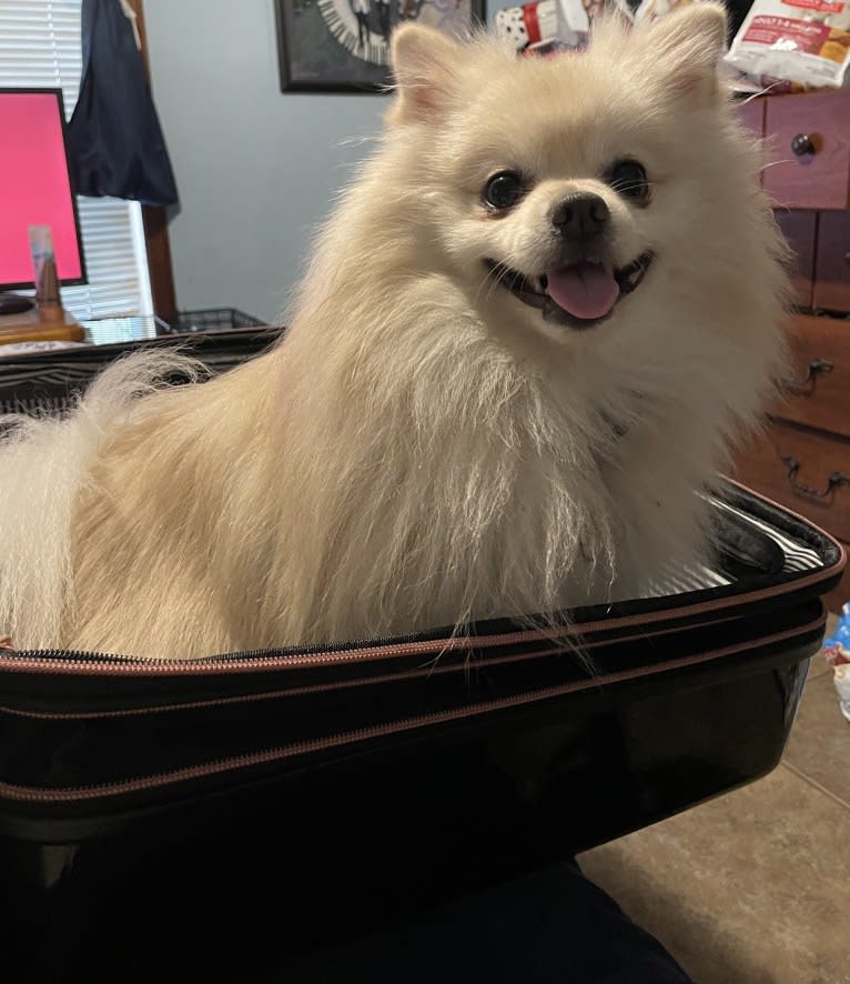 Koda, a Pomeranian tested with EmbarkVet.com