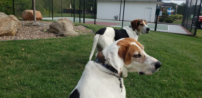 Little Joe, aka "Scar Face,"  Our #1 Hound Dog, a Treeing Walker Coonhound tested with EmbarkVet.com