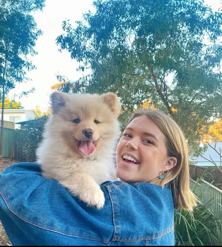 Niko, a Finnish Lapphund tested with EmbarkVet.com