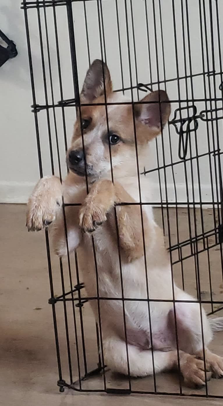 Brutus, an Australian Cattle Dog and Great Pyrenees mix tested with EmbarkVet.com