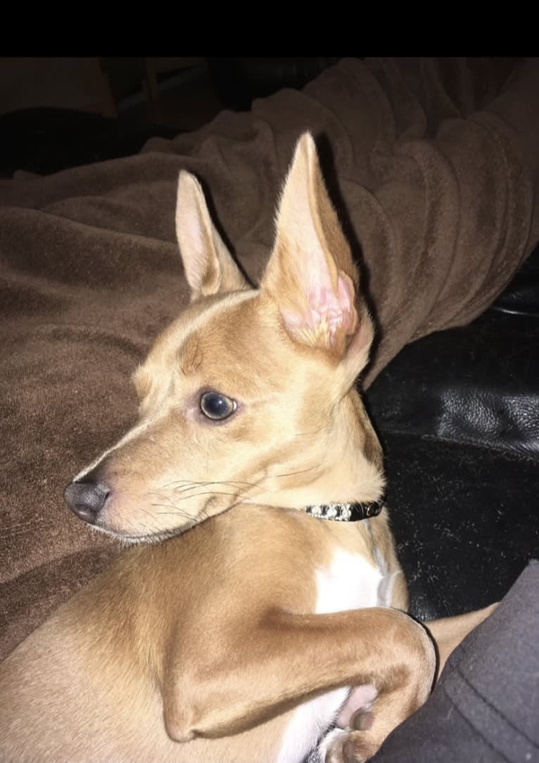 Westin, a Chihuahua and Rat Terrier mix tested with EmbarkVet.com