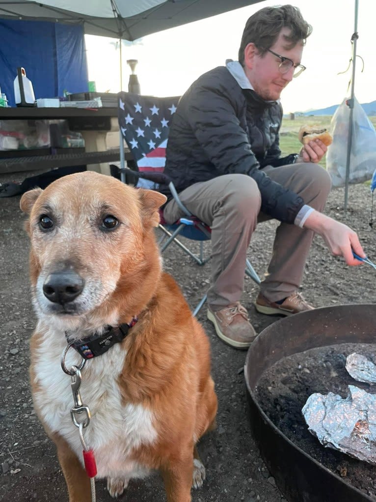 Charlie, an Australian Cattle Dog and Australian Shepherd mix tested with EmbarkVet.com