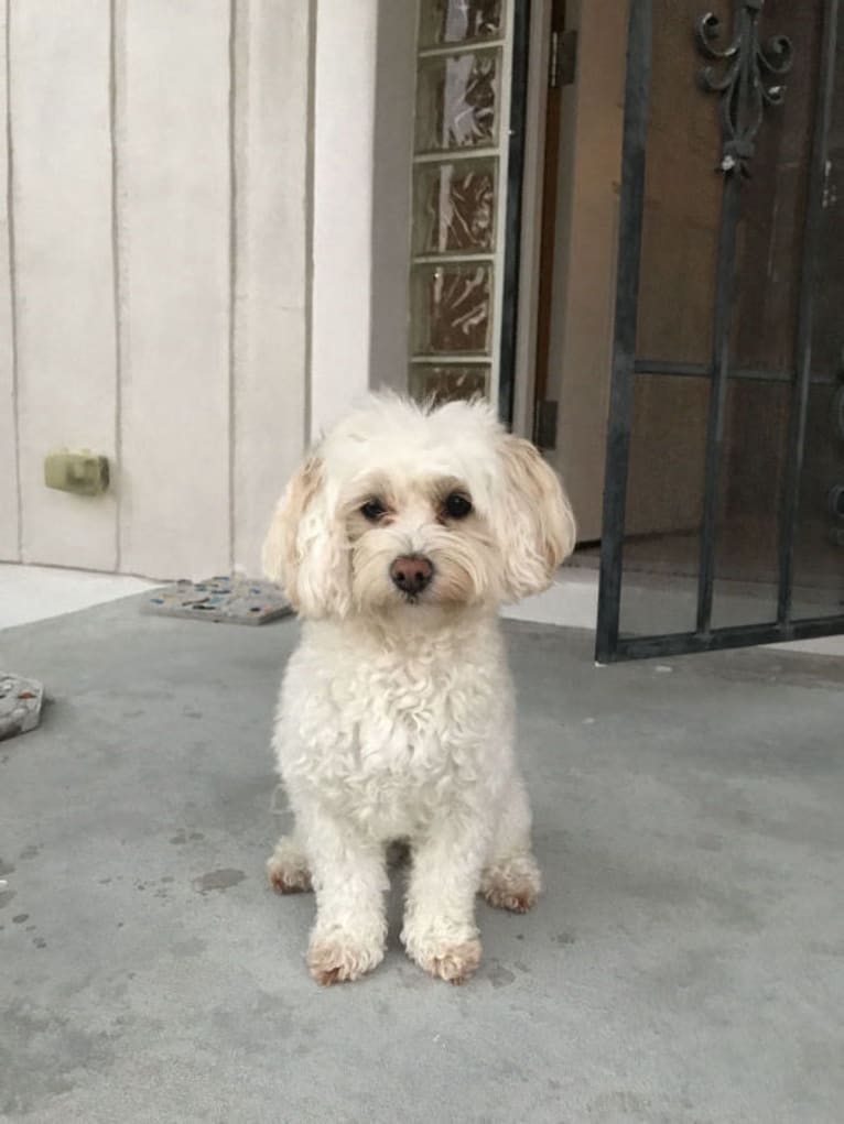 Olivia, a Maltese and Poodle (Small) mix tested with EmbarkVet.com