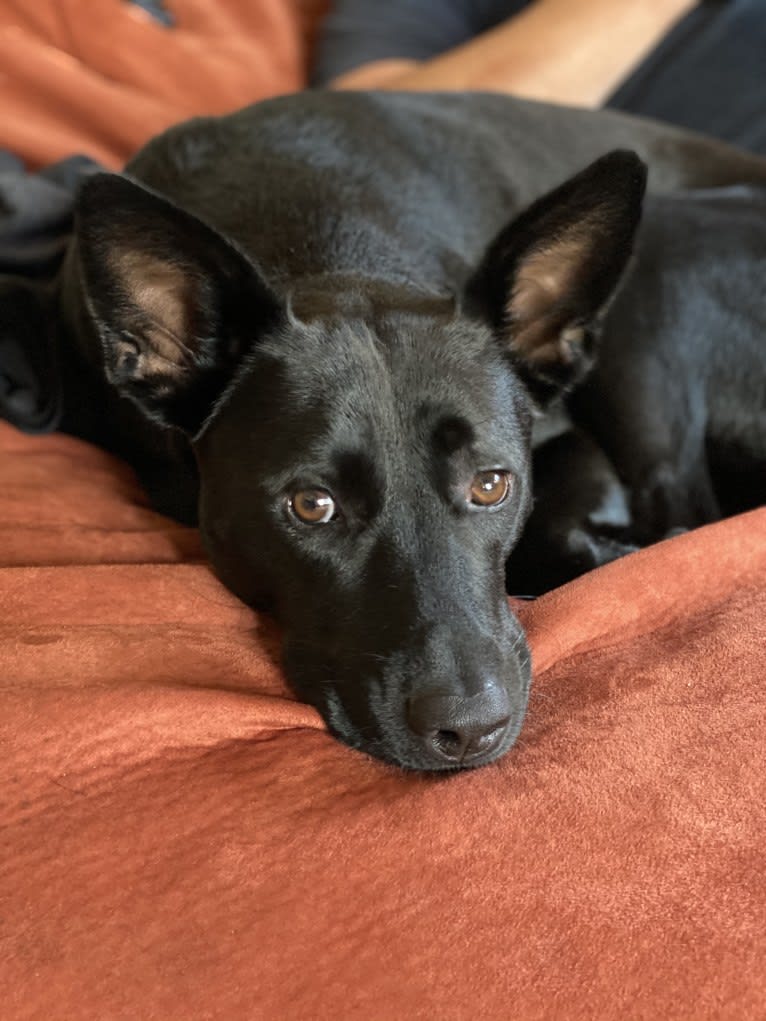 Tai, a Formosan Mountain Dog tested with EmbarkVet.com