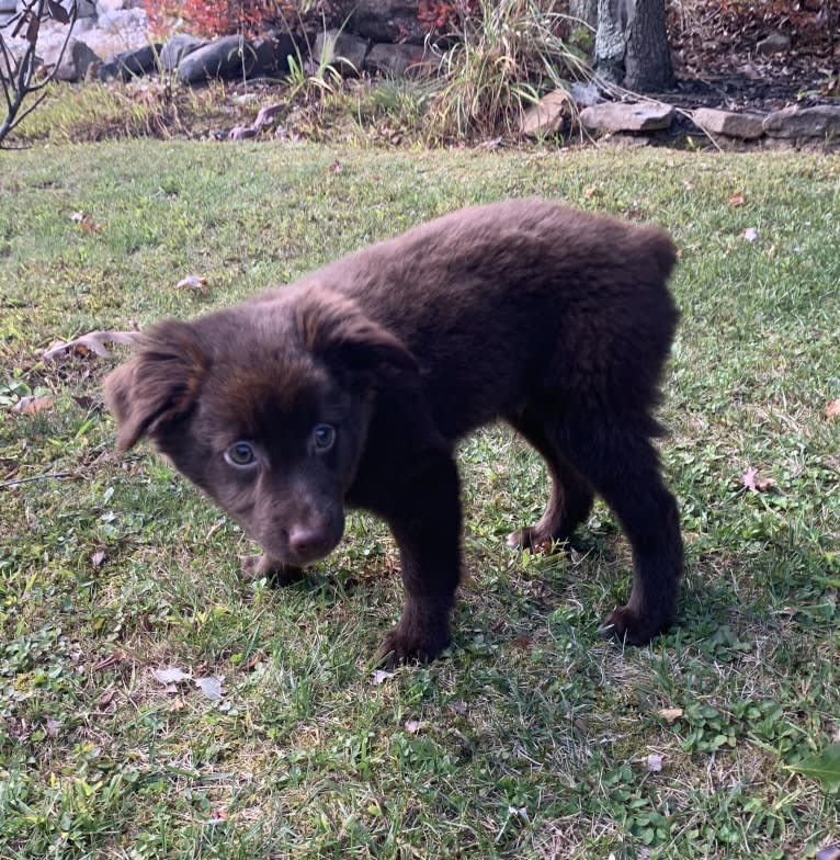 Snickers, an Australian Shepherd tested with EmbarkVet.com