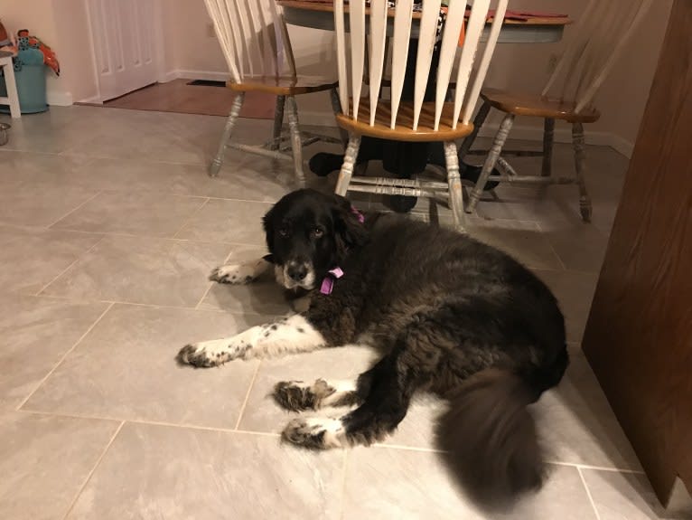 Molly, a Great Pyrenees and Labrador Retriever mix tested with EmbarkVet.com