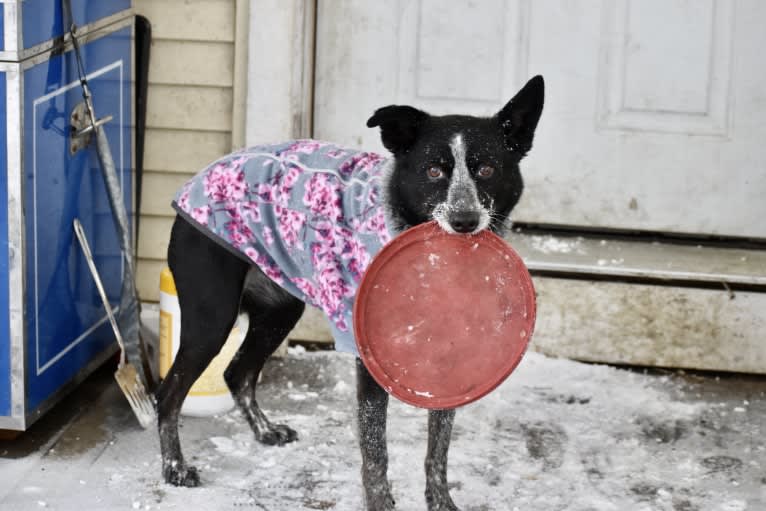 Mist, an Australian Cattle Dog and Australian Shepherd mix tested with EmbarkVet.com