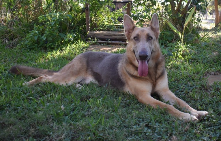 Bella, a German Shepherd Dog tested with EmbarkVet.com