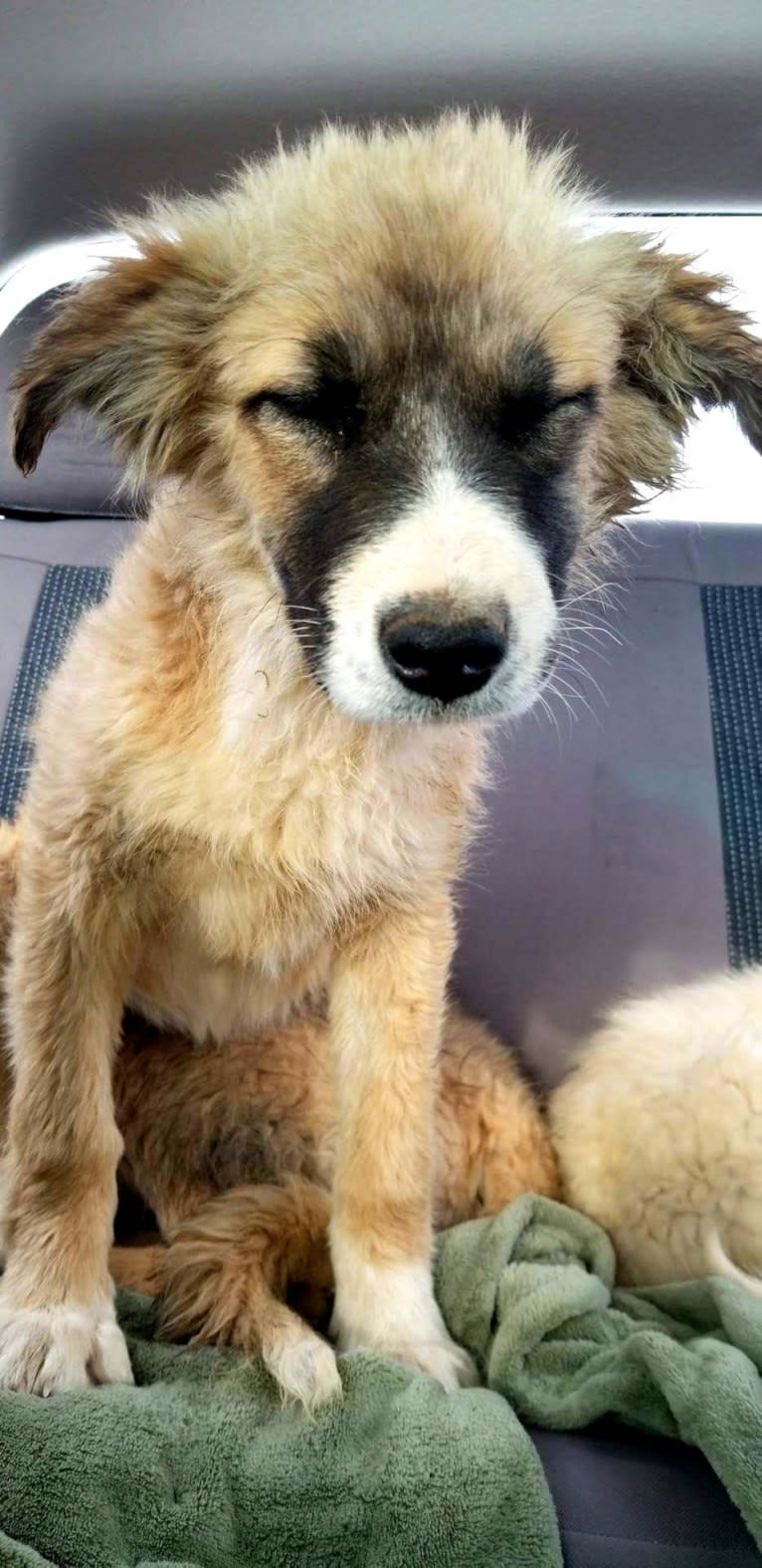 Meiko, an Arabian Village Dog tested with EmbarkVet.com