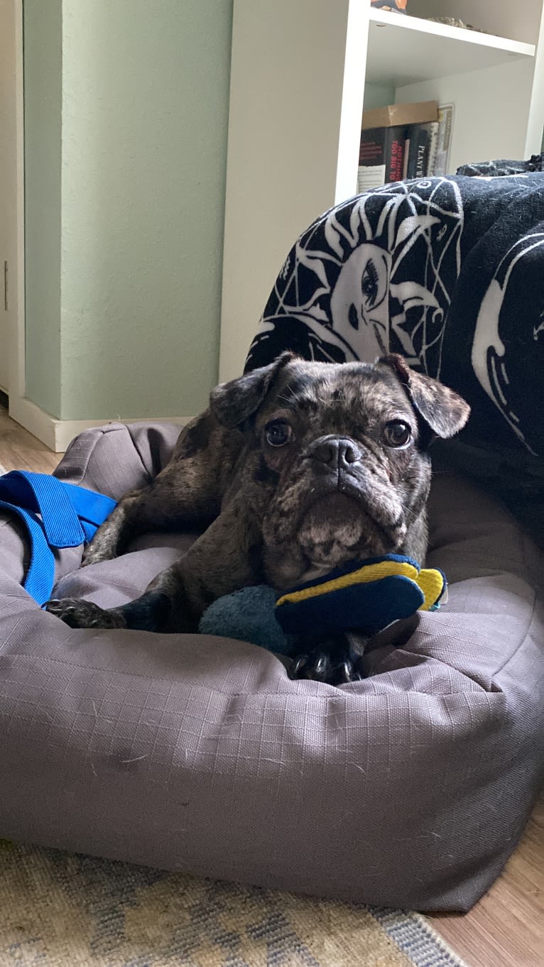 Pink Lady, a French Bulldog tested with EmbarkVet.com