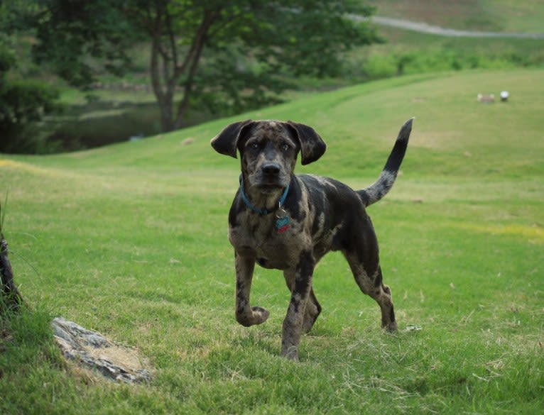 Ozark, an Australian Shepherd and Labrador Retriever mix tested with EmbarkVet.com