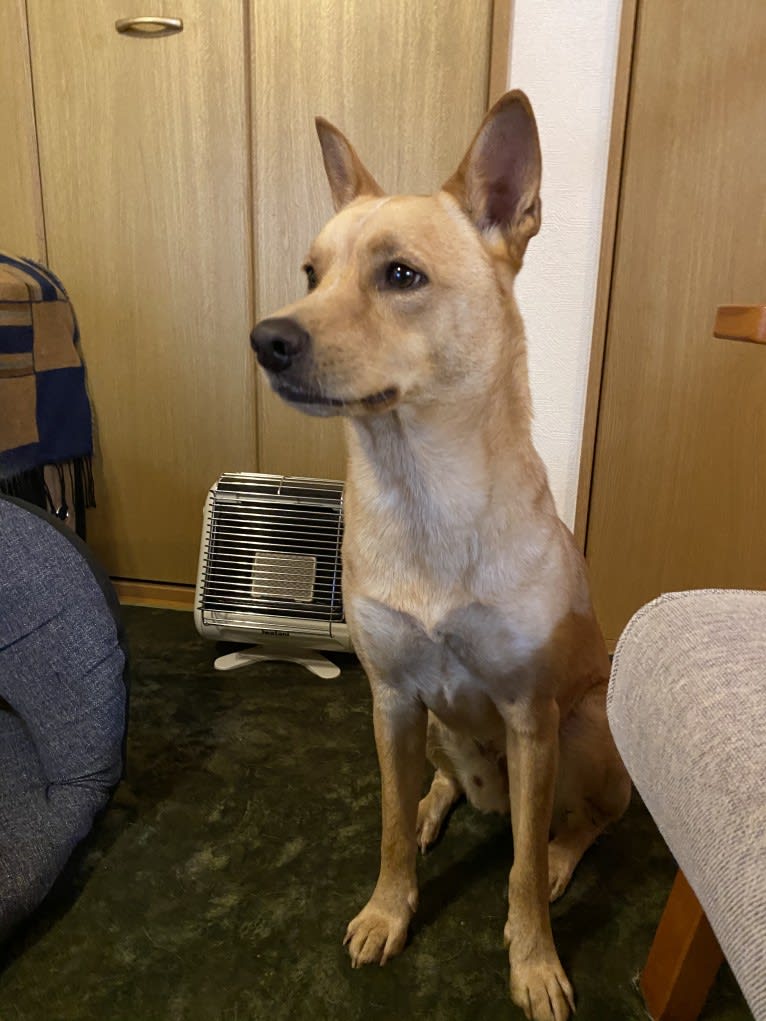 Dice, a Japanese or Korean Village Dog and Shiba Inu mix tested with EmbarkVet.com