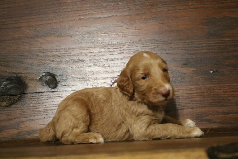 Kopper, a Goldendoodle tested with EmbarkVet.com