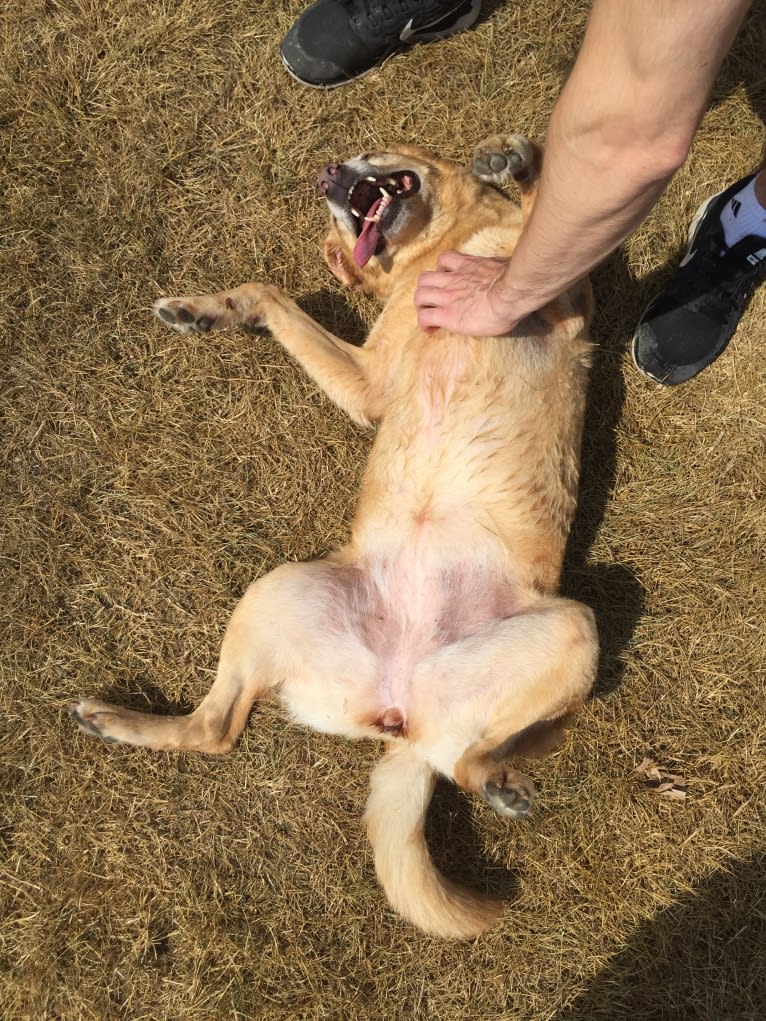 Sadie, a Labrador Retriever and American Bulldog mix tested with EmbarkVet.com