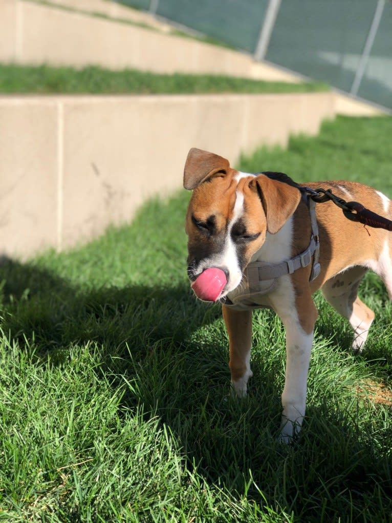 Oakley, a Boxer and American Pit Bull Terrier mix tested with EmbarkVet.com