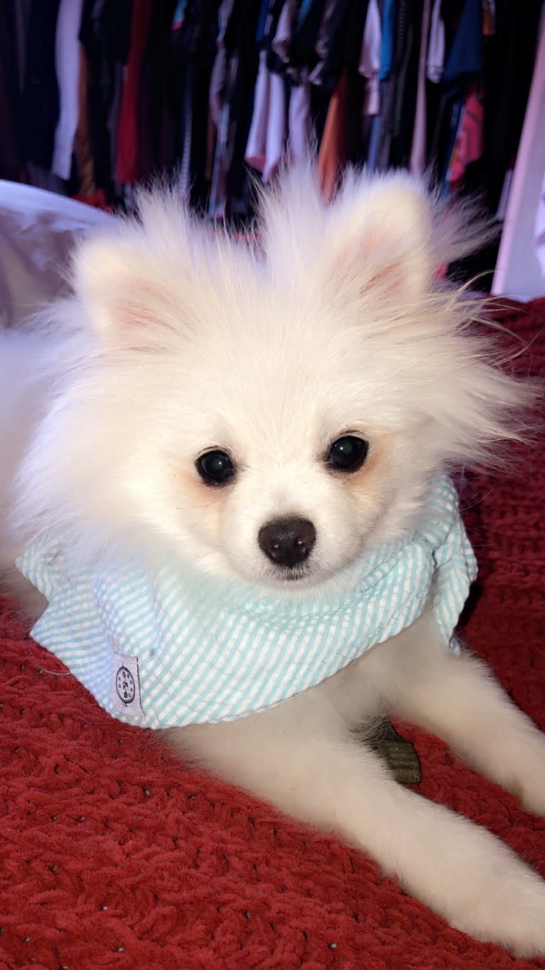 moonie, a Pomeranian tested with EmbarkVet.com