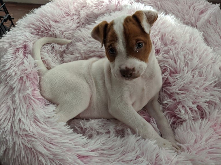 Lolita, an American Pit Bull Terrier and Australian Cattle Dog mix tested with EmbarkVet.com